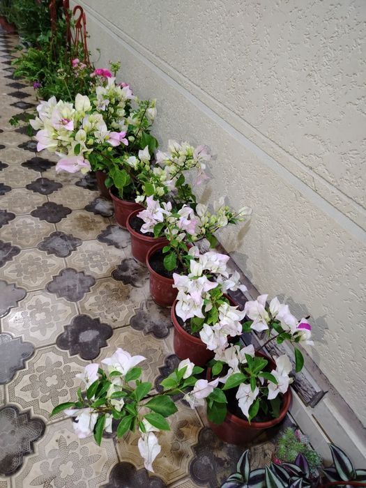 Honaki gullar, gul, комнатные растения, цветы