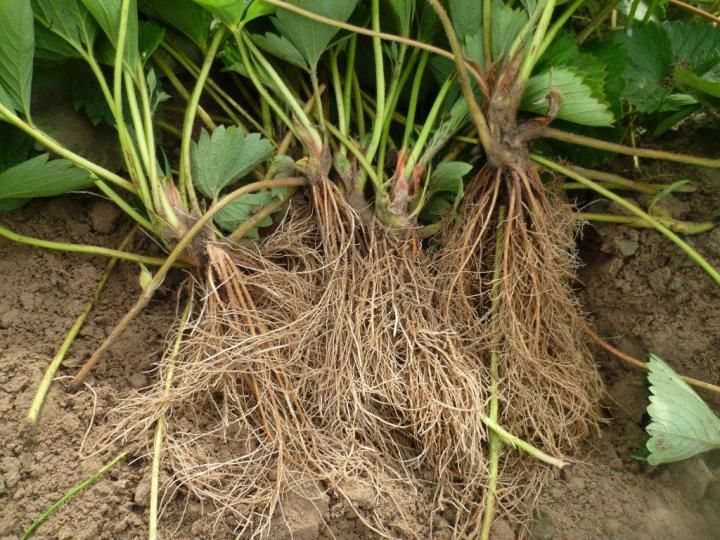 Stoloni capsuni extratimpurii fragi mur zmeur agris smochin