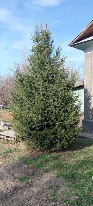 Голубые, зеленые ёлки, пихта