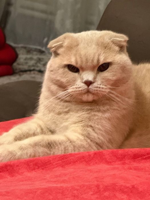 Насл олиш учун,  вязка