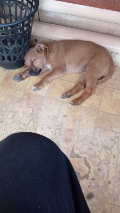 Отдам щеночка в добрые руки