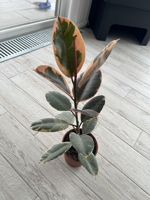 Продам фикус 1.5 года