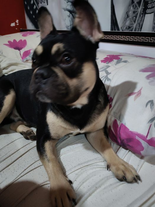 Френски булдог  (мъжки)