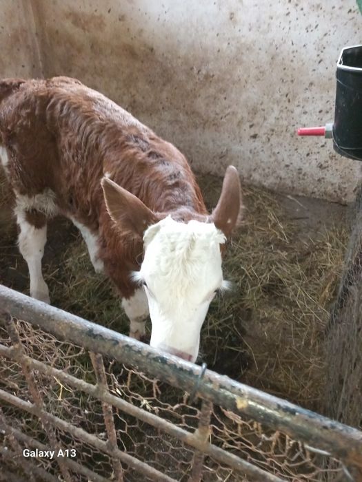Vând vițel în vârstă de o saptamana