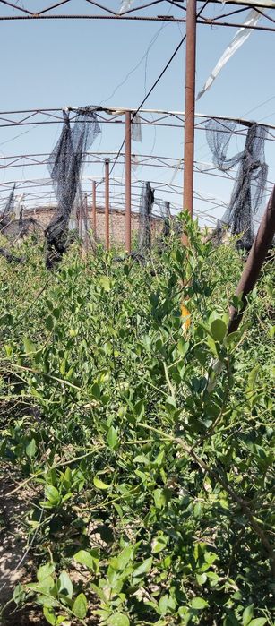 Parnik mahsulotlar