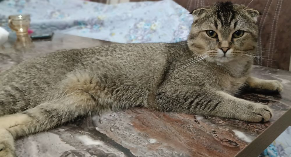 Вязка кошка вязка учун угил бола мушук