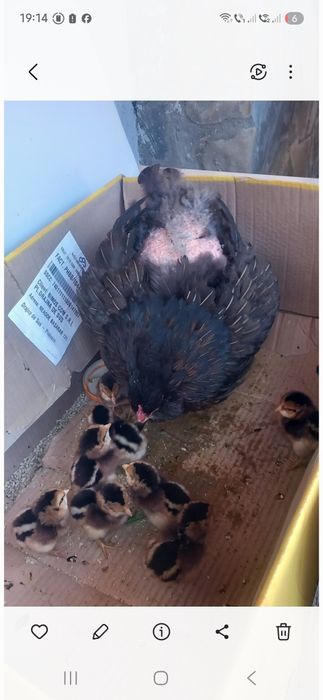 Pui Araucana potarnachiu