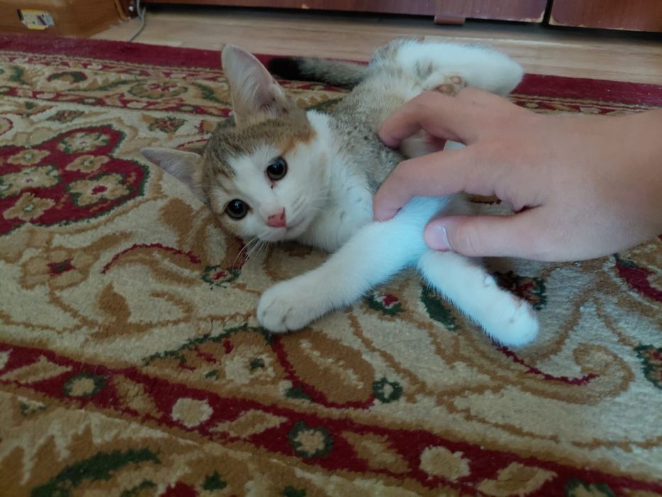 Котёнок в добрые руки. Бесплатно