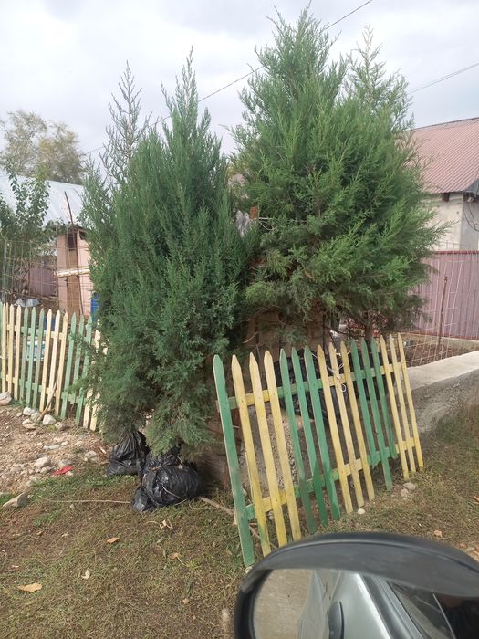 Туя домашний можевельник