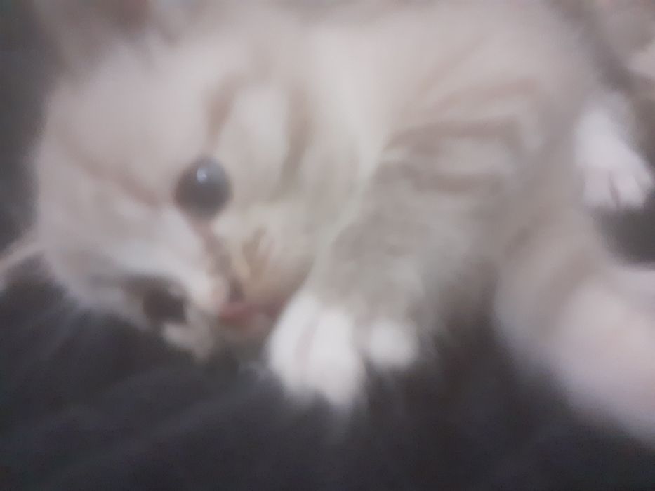 Продам шотландских котят.