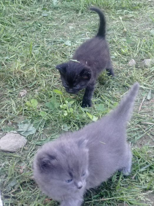 Котята бесплатно