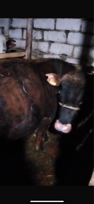 Бұқалар сатамын