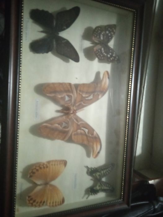 Haqiqiy kapalaklar qotirilgan