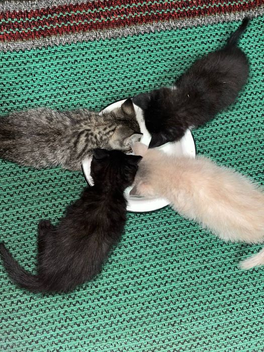 Отдам котят срочно