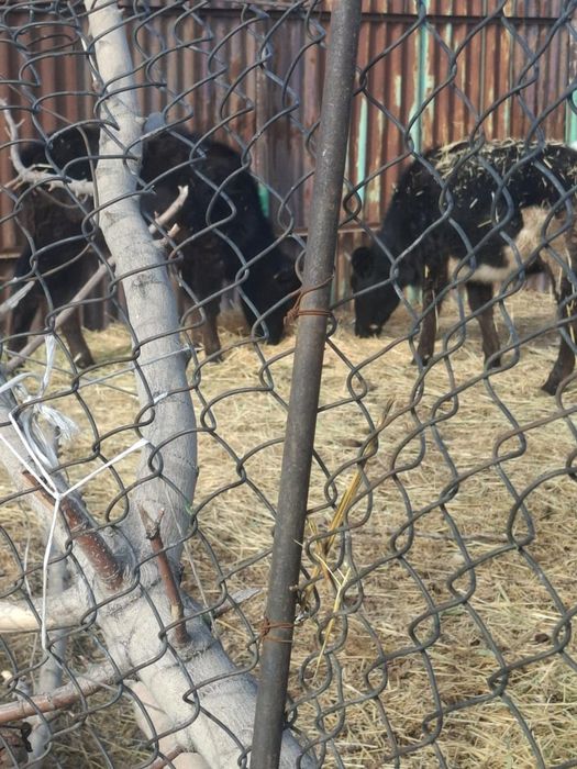 Продам телят полтора годовалых