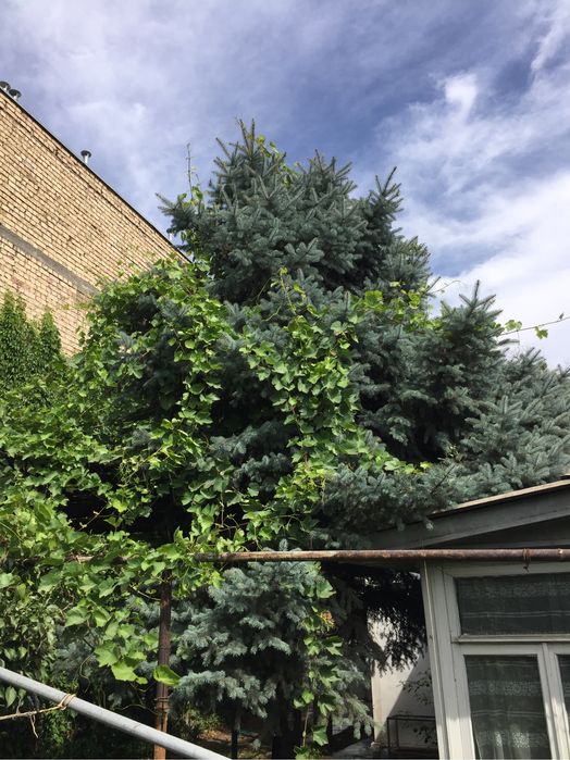 Голубая ель 7-8 метров самовывоз СРОЧНО