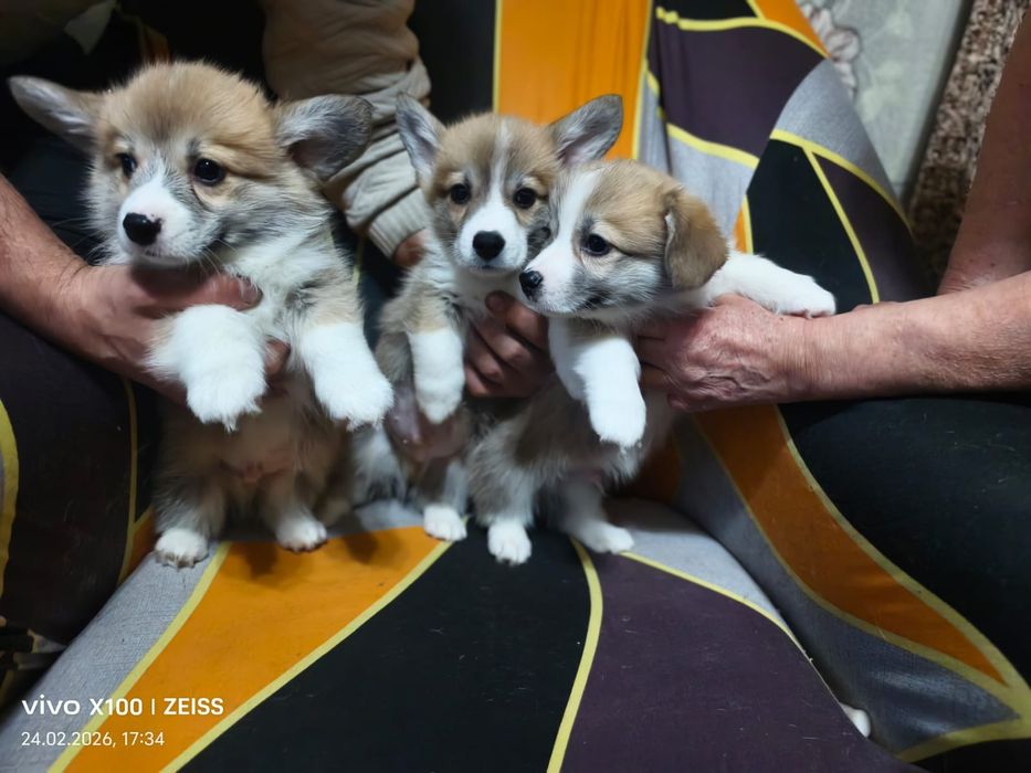 Очаровательные щенки корги.