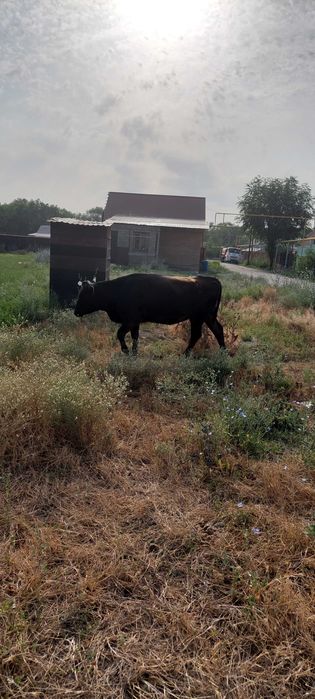 Ерлан.Ерлан.Ерлан