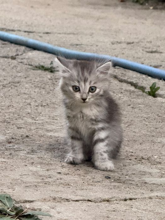 Отдам даром в добрые руки