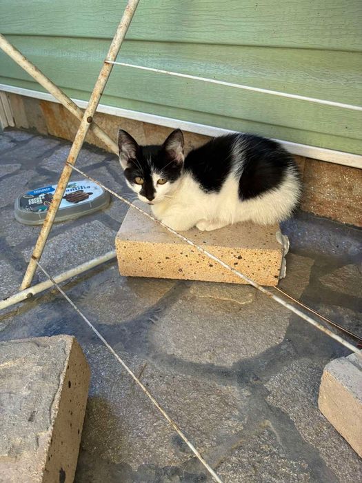 Малко красиво котенце