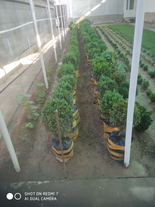 Шамшот кочатлари сотилади оптом ва донага