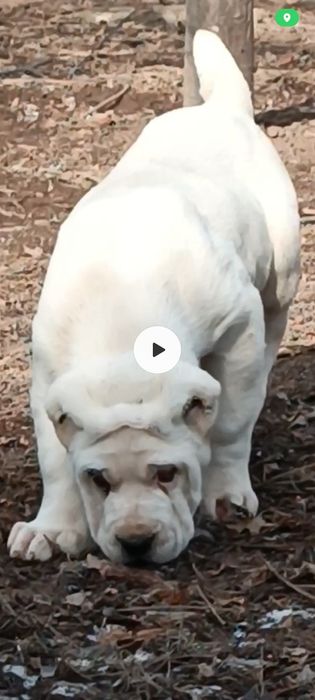 Алабай # щенки #