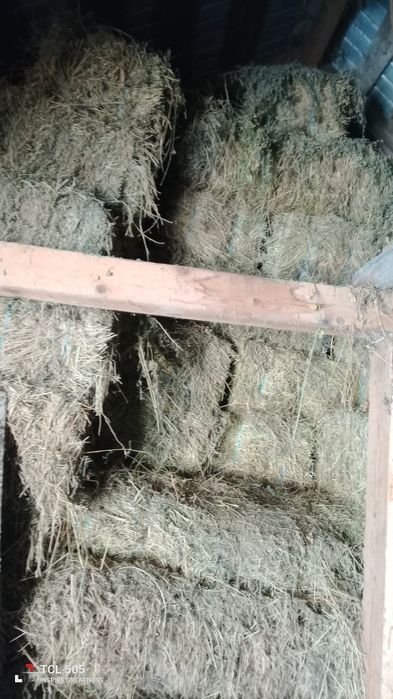 De vânzare baloții de lucernă 20 lei