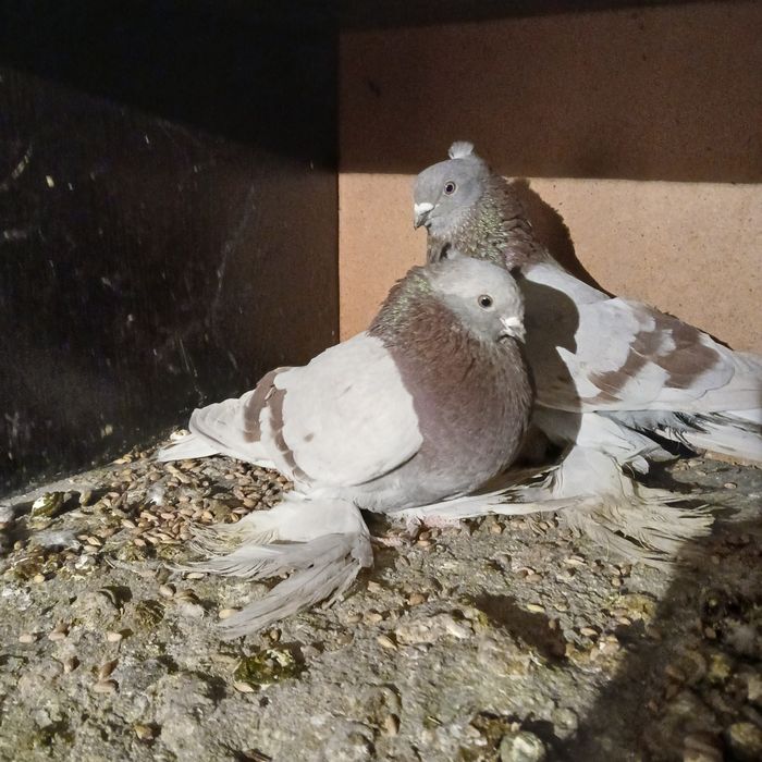 Прадам галубеи разных парод