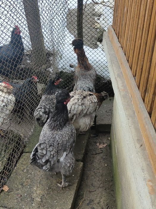 Ouă de incubat, găini moțate, bărboase cu ouă verzi și normale