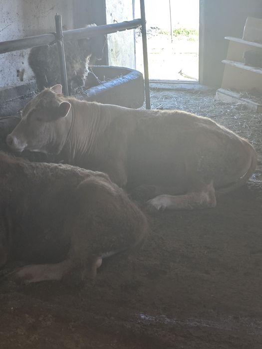 Бұқа, бұзау, Тайынша, буқа