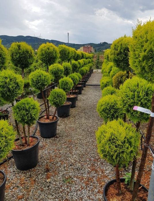 De la grădini mici la spații verzi mari – plante ornamentale sănătoase