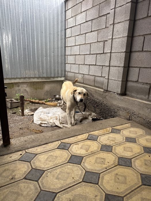 Собака турецкий кангал с документами