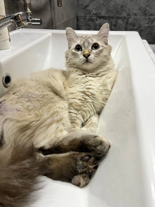 Ищем дом котику Стюарту/⁠ᐠ⁠｡⁠ꞈ⁠｡⁠ᐟ⁠\