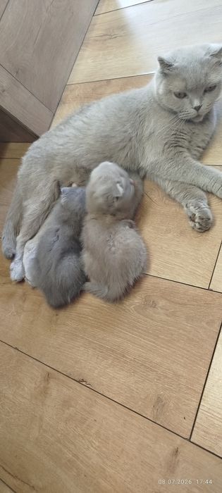 Очаровательные кошечки