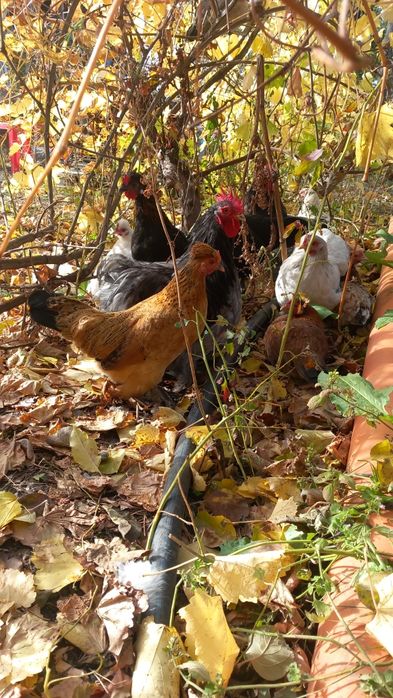 Oua incubat de la gaini pitice
