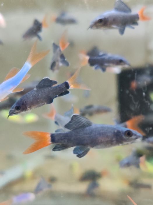 Labeo bicolor și multicolor ( albaștri, verzi, galbeni)