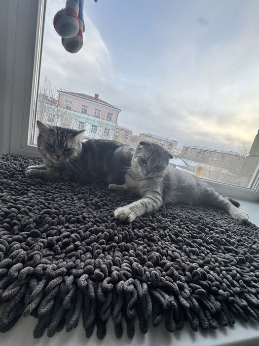 Дарю кошку и сына