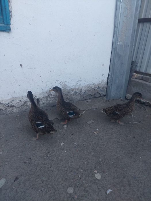 Продам уток продам
