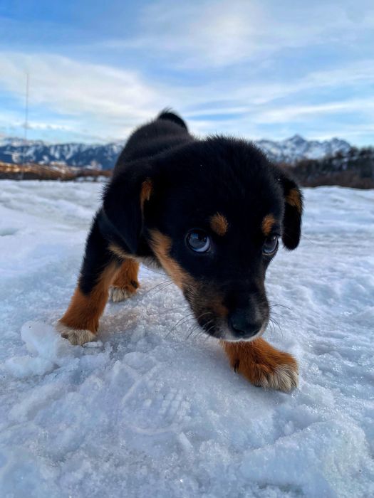 Щенок девочка ищет доброго хозяина