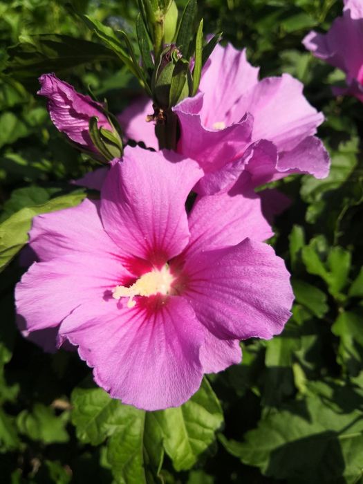 Plante perene - rezistente la îngheț