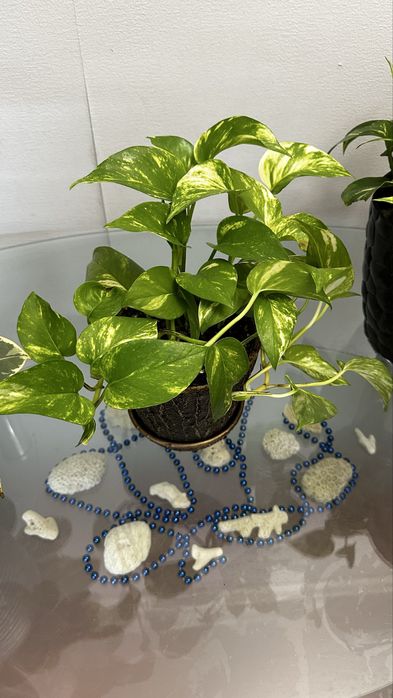 Сцимдаптус продается