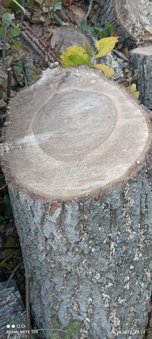 Орехов материал  .