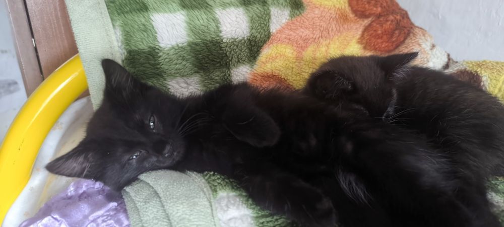 Отдам даром котят
