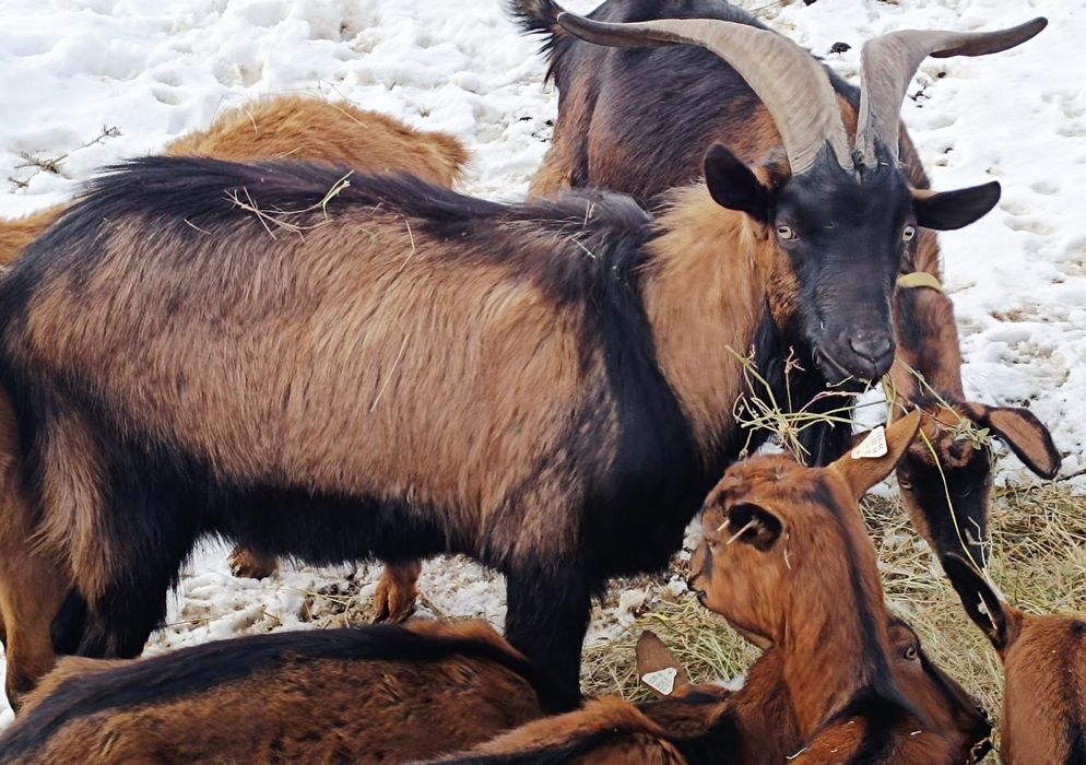 Țap Alpină Franceză