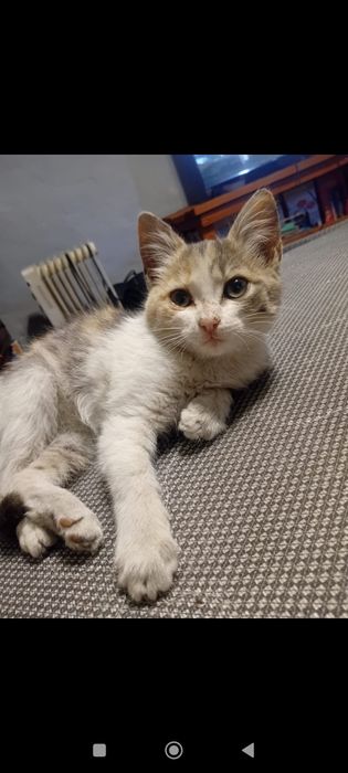 Кошка  бесплатно