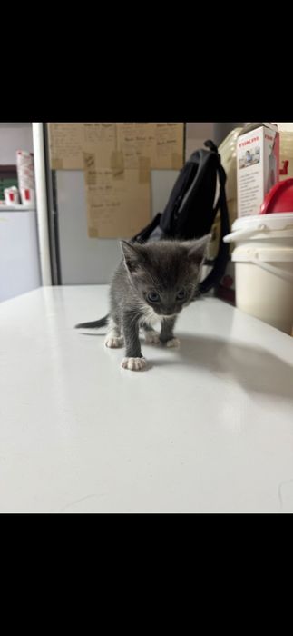 Отдам даром котят в