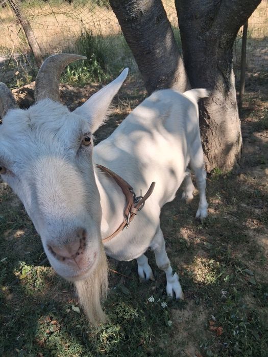 Capră saanen fără lapte