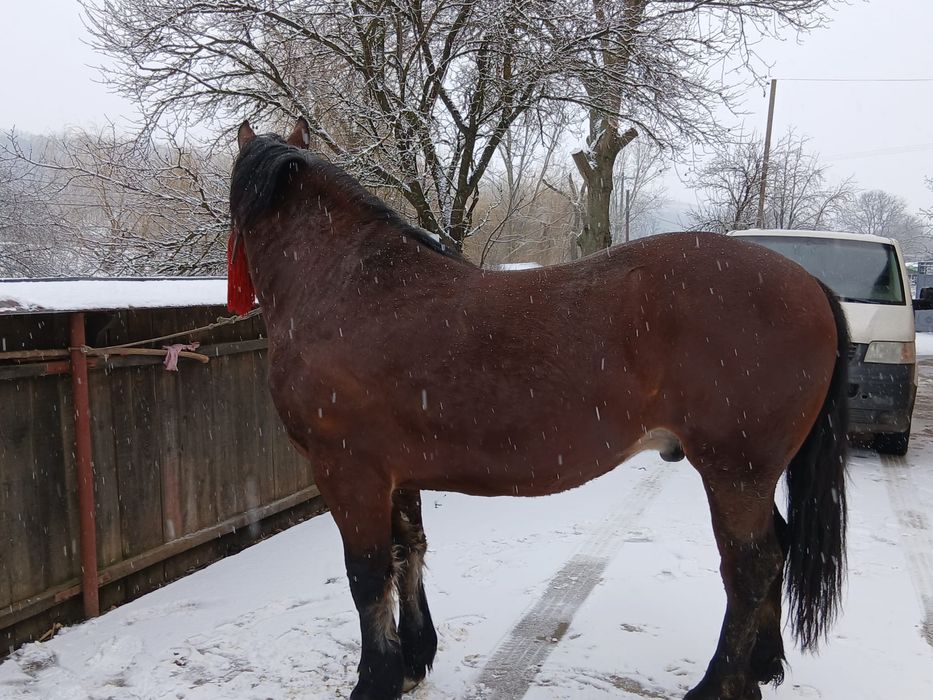 De vanzare acest exemplar de rasa