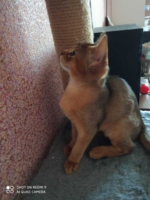 котята Абиссинские