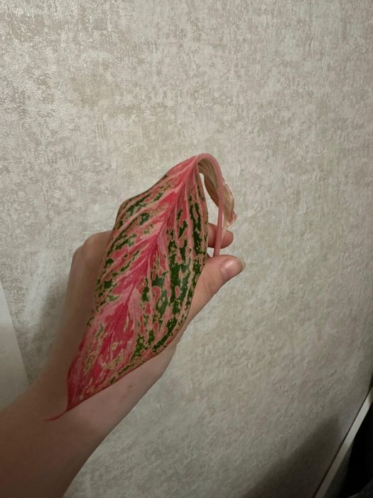 Продам комнатные растения